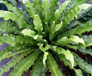 เฟิร์น เป็นพืชสีเขียวที่ไร้ดอก ส่วนใหญ่จะสืบพันธุ์โดยการสร้างสปอร์