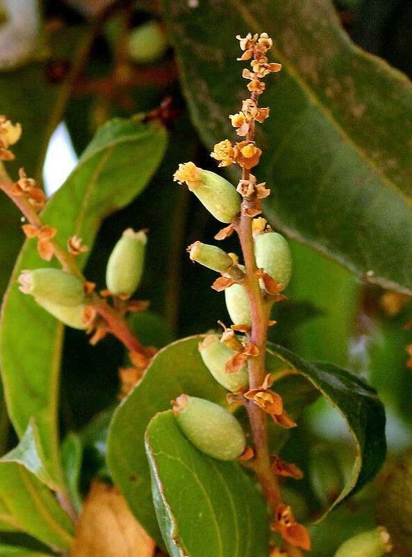ผลเหมือดหอม