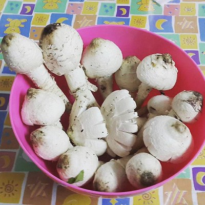 เห็ดโคน
