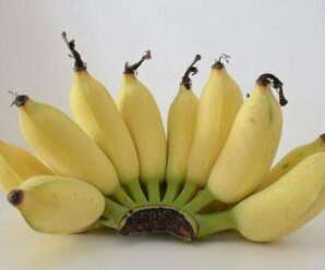 10 ประโยชน์ของกล้วยน้ำว้า ช่วยรักษาได้สารพัดโรค