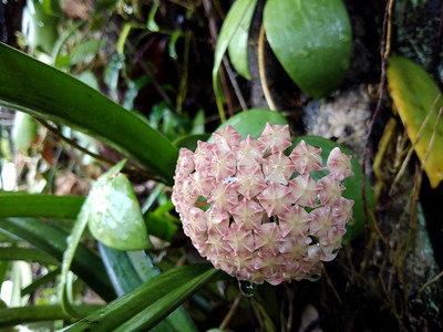 นมตำเลีย