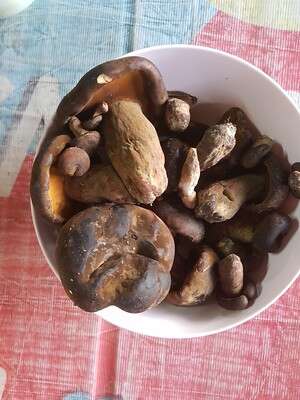 ดอกเห็ดตับเต่า