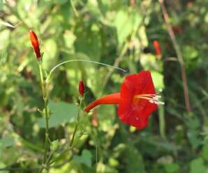 จิงจ้อแดง ดอกเป็นรูปแตรสีแดง นำมาปลูกเป็นไม้ประดับได้