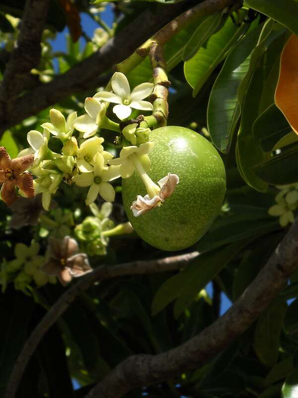 ผลตีนเป็ดทราย