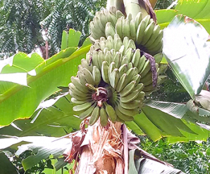 กล้วยหิน ของดีภาคใต้ กล้วยที่นิยมนำมาเป็นอาหารนกกรงหัวจุก