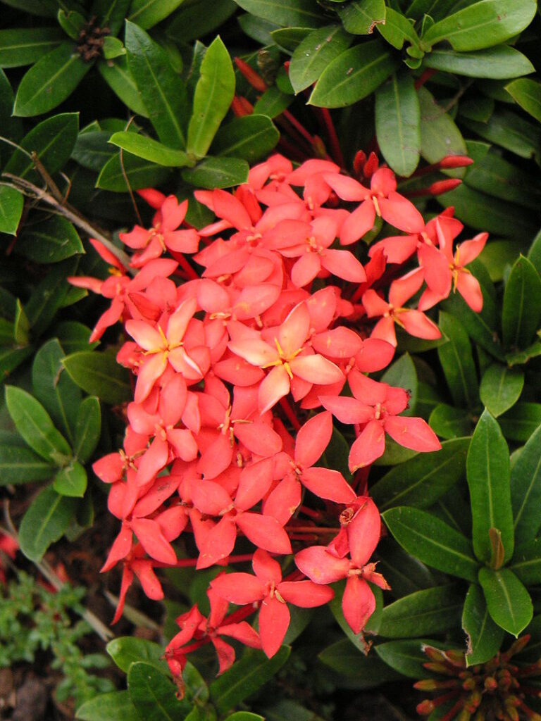 ดอกเข็ม