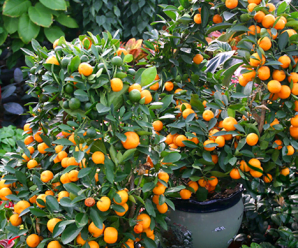 ส้มจี๊ด ส้มเคยขาว ผลไม้รสเปรี้ยว ใช้แทนมะนาวได้