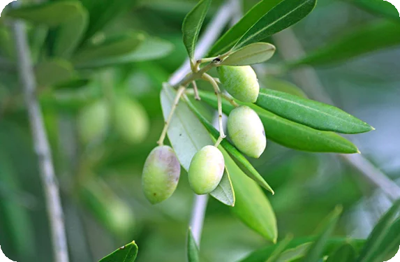 มะกอก ลูกกอก ผลรูปไข่ เมล็ดมีเสี้ยน สารพัดประโยชน์
