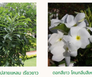 ลีลาวดี-ลีลาวดีใบศร ดอกสีขาว ที่มีความแตกต่าง
