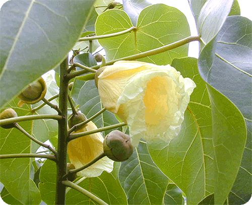 โพทะเล ไม้ดอกบานตอนเช้า ใบเป็นรูปหัวใจคล้ายใบโพธิ์