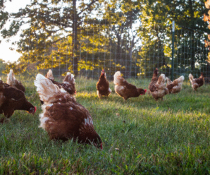 วิธีเลี้ยงไก่ไข่ ไข่ไก่เกษตรอินทรีย์ปลอดภัยต่อสุขภาพ
