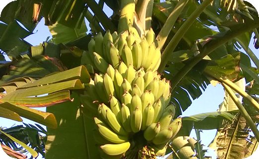 มาแปรรูปกล้วยน้ำว้าผลิตผลทางการเกษตร เป็นกล้วยรังนกกันเถอะ