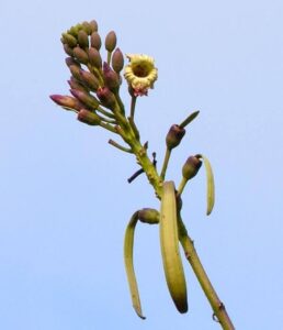 เพกา