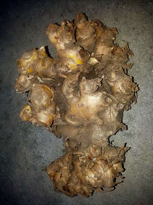 เหง้าไพล