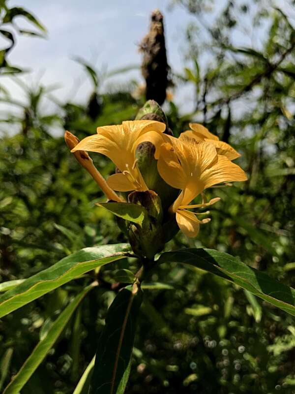 ดอกเสลดพังพอน