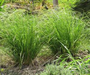 หญ้าแฝก เป็นพืชที่มีอายุหลายปี ช่วยในการดักตะกอนดินและป้องกันการพังทลายของดินได้ดี