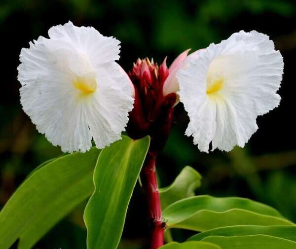 ดอกเอื้องหมายนา