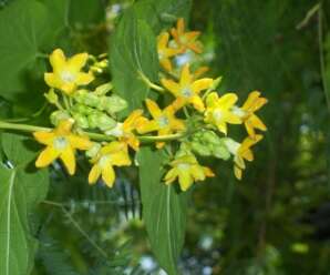 ขจร ดอกขจร ผักสลิดคาเลา ไม้เถาเลื้อยพาดพันต้นไม้ใหญ่ ช่อดอกสีเหลืองอมชมพูอ่อน
