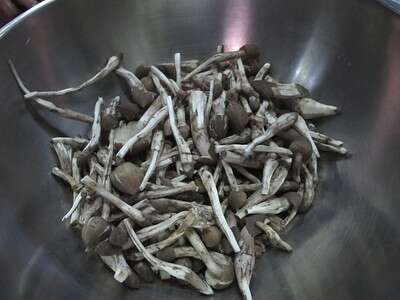 เห็ดโคน