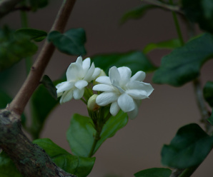 มะลิ ดอกสีขาวมีกลิ่นหอม ดอกนำมาร้อยมาลัย
