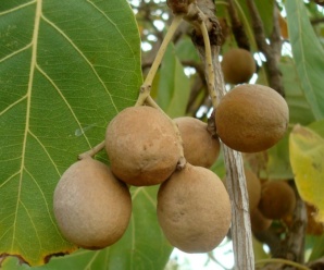 COMBRETACEAE วงศ์สมอและสกุลของวงศ์สมอ