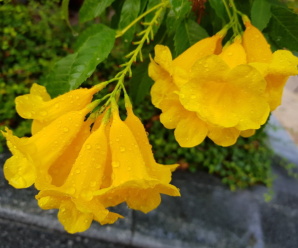 ทองอุไร ดอกสีเหลือง นิยมปลูกเป็นไม้ประดับ ไม้มงคล