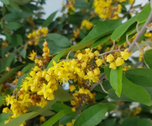 ต้นรวงผึ้ง ดอกสีเหลือง มีกลิ่นหอม