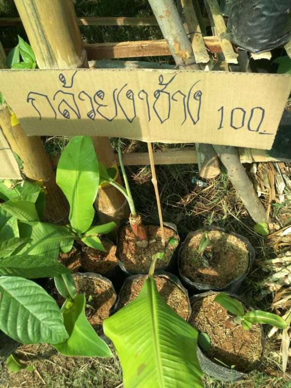 ต้นกล้วยงาช้าง