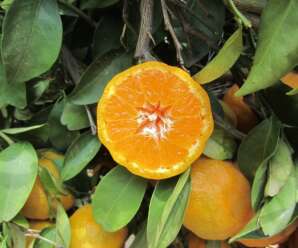 ส้มแมนดาริน เป็นส้มผลขนาดเล็ก  ผลฉ่ำมากและหวาน