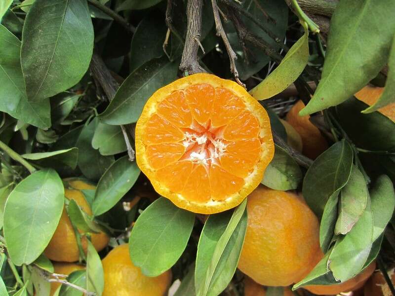 เนื้อผลส้มแมนดาริน
