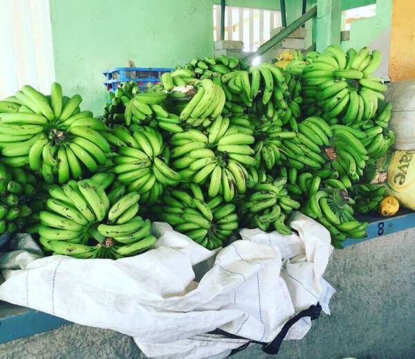 การเก็บกล้วย