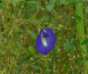 สีผสมอาหารจากธรรมชาติ-พืชให้สีย้อม