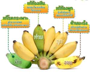 กล้วยรักษาโรค กินกล้วยดิบรักษาโรคกะเพาะ