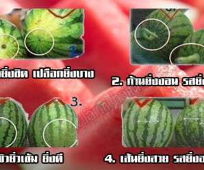 การเลือกแตงโม ให้ได้แตงโมที่หวานฉ่ำ