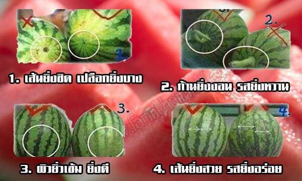 การเลือกแตงโม