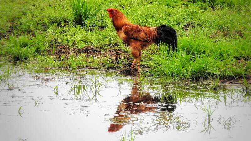 ไก่พื้นเมืองไก่บ้าน