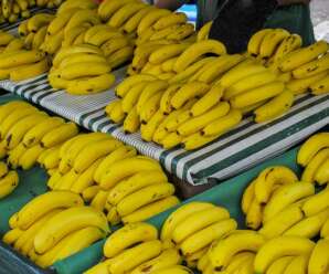 การปลูกกล้วยหอมทองส่งออกญี่ปุ่น