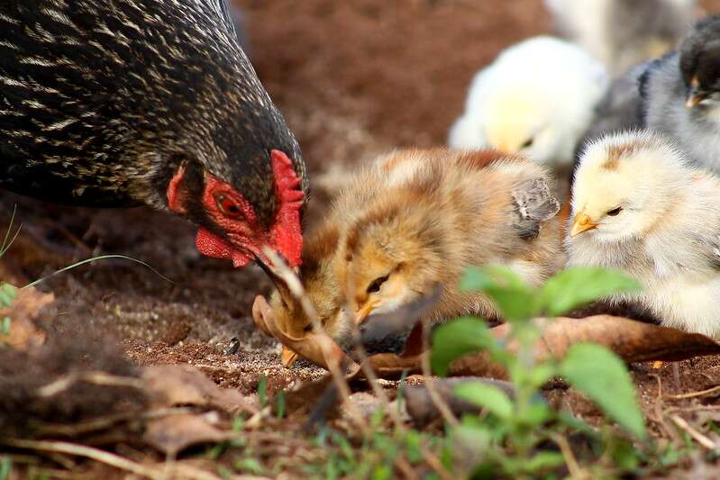 การเลี้ยงลูกไก่