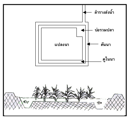 การเตรียมแปลงนาข้าว