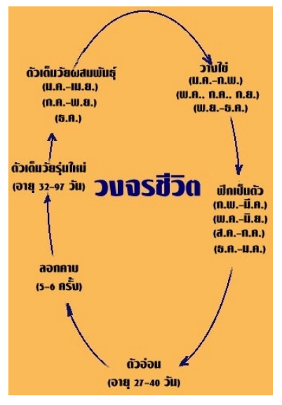 วงจรชีวิตตั๊กแตน