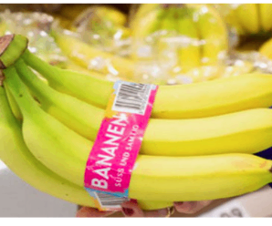 ขั้นตอนการเก็บกล้วยก่อนขนส่ง