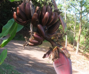 กล้วยนาก พันธุ์กล้วย การปลูก กล้วยโบราณหายาก