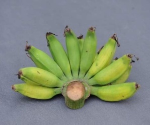 กล้วยหอมจันทน์ พันธุ์กล้วย ผลสุกมีกลิ่นหอมเย็น รสหวาน ไม่มีเมล็ด