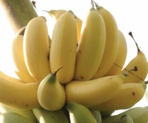 กล้วยไข่ทองเงย กล้วยพันธุ์โบราณ ผลสั้นเรียวกลม