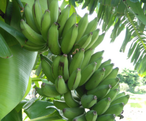 กล้วยน้ำไท พันธุ์กล้วยดั้งเดิม เป็นกล้วยที่มีรสหวาน ไม่มีเมล็ด