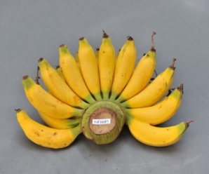 กล้วยสา พันธุ์กล้วย ผลคล้ายกล้วยไข่ รสหวาน หอม