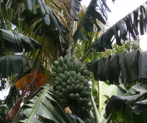 กล้วยหิน พันธุ์กล้วย ของดีภาคใต้ พืชเศรษฐกิจที่สำคัญของจังหวัดยะลา