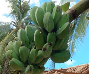 กล้วยเล็บช้างกุด พันธุ์กล้วย ผลป้อมคล้ายกล้วยตานี ผลสุกรสหวาน เนื้อมีแป้งมาก