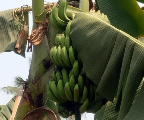 กล้วยขม พันธุ์กล้วย กล้วยพันธุ์โบราณ พบมากทางภาคใต้