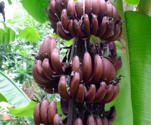 กล้วยครั่ง พันธุ์กล้วย ผลสุกเป็นสีแดงอมม่วงเข้มหรือคล้ำกว่ากล้วยนาก